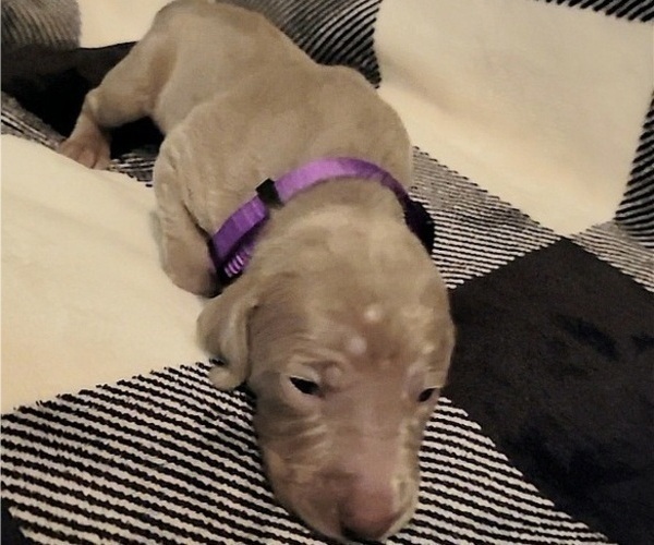 Medium Photo #11 Weimaraner Puppy For Sale in NEWCASTLE, OK, USA
