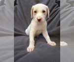 Puppy 4 Peruvian Inca Orchid