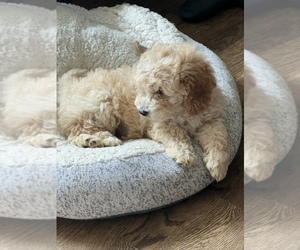 Poodle (Miniature) Puppy for sale in HYATTSVILLE, MD, USA