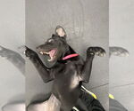 Small #3 Labrador Retriever Mix