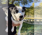 Abby - Female Rat Terrier-Unknown Mix Dog for Adoption - Small photo