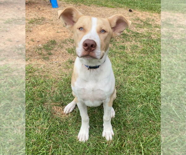 Medium Photo #3 American Pit Bull Terrier-Unknown Mix Puppy For Sale in Bryant, AR, USA