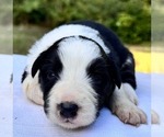 Puppy BlackWhite5 Border Collie