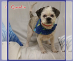 Small #4 Shih Tzu Mix
