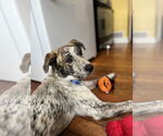 Small #2 Australian Shepherd Mix