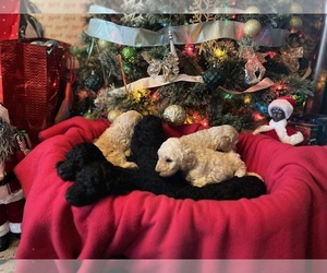 Poodle (Standard) Puppy for sale in CAPE MAY COURT HOUSE, NJ, USA