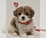 Puppy Winterfell Cavapoo