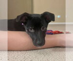 Small #6 Border Terrier-Labrador Retriever Mix