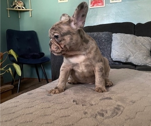 Medium Photo #2 French Bulldog Puppy For Sale in ANTIOCH, CA, USA