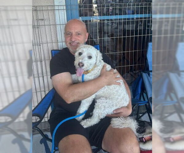 Medium Photo #4 Mutt Puppy For Sale in San Diego, CA, USA