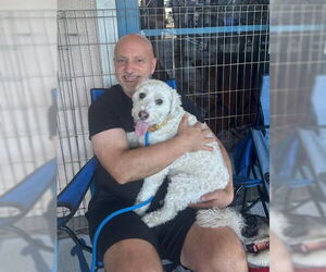 Herman - Male Mutt Dog for Adoption - Photo #4