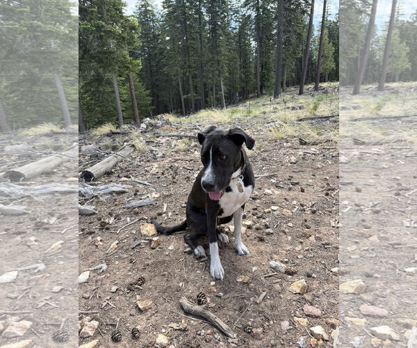 Medium Photo #4 American Pit Bull Terrier-Labrador Retriever Mix Puppy For Sale in Chandler, AZ, USA