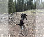 Small #3 American Pit Bull Terrier-Labrador Retriever Mix