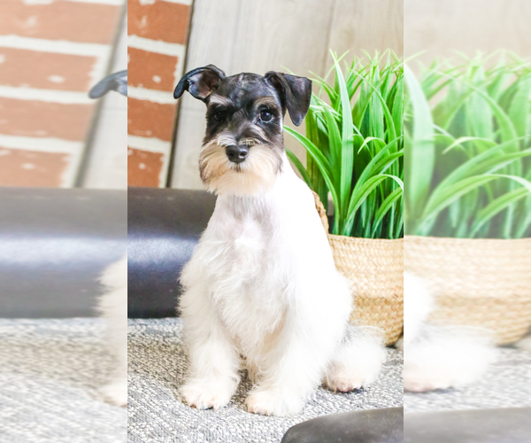Medium Photo #3 Schnauzer (Miniature) Puppy For Sale in SYRACUSE, IN, USA
