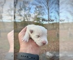 Puppy Prancer West Highland White Terrier
