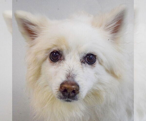 Medium Photo #6 American Eskimo Dog Puppy For Sale in Huntley, IL, USA