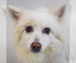 Small #5 American Eskimo Dog