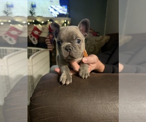 French Bulldog Puppy for sale in EAST LIVERPOOL, OH, USA