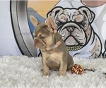 Small #2 French Bulldog