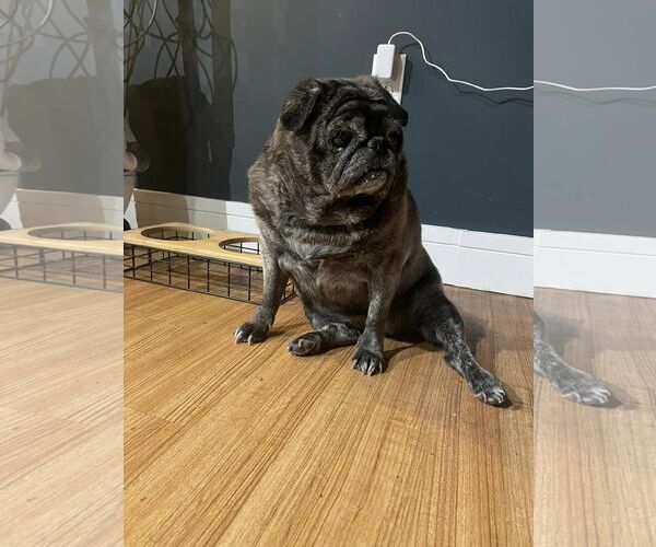 Medium Photo #2 Pug Puppy For Sale in Indianapolis, IN, USA