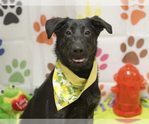 German Shepherd Dog-Unknown Mix Dogs for adoption in Placerville, CA, USA