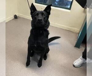 German Shepherd Dog Dogs for adoption in Pasadena, CA, USA