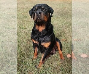 Mother of the Rottweiler puppies born on 10/08/2023