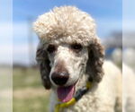 Small #9 Poodle (Standard)