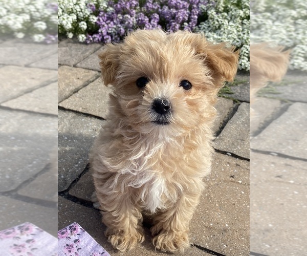 Medium Photo #4 Maltipoo Puppy For Sale in CANOGA, NY, USA