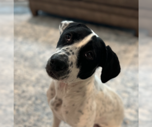 Dottie *URGENT FOSTER/ADOPTER NEEDED! - Female Mutt Dog for Adoption - Photo #5