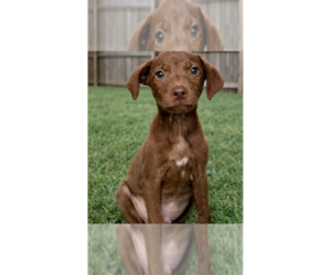 Labrador Retriever-Unknown Mix Dogs for adoption in Grovertown, IN, USA