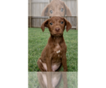 Small Labrador Retriever Mix