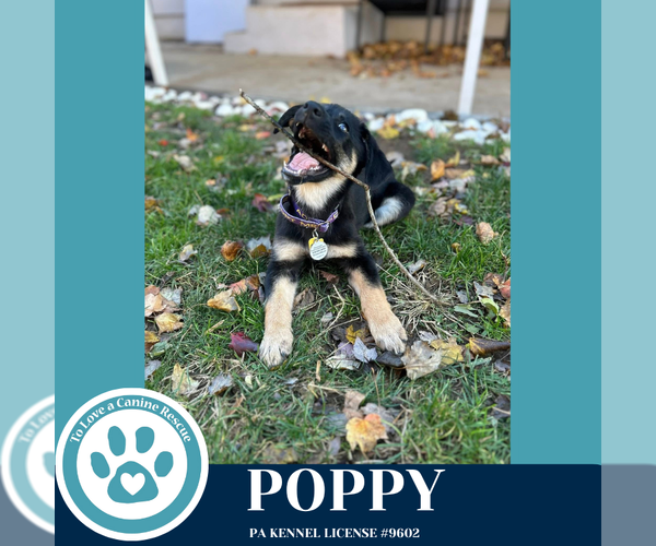 Medium Photo #3 German Shepherd Dog-Unknown Mix Puppy For Sale in Kimberton, PA, USA