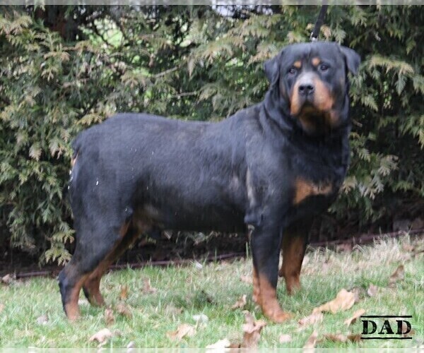 Full screen Photo #1 Rottweiler Puppy For Sale in FREDERICKSBURG, OH, USA