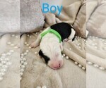 Puppy Lime green Sheepadoodle