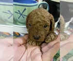 Small Photo #1 Goldendoodle-Poodle (Toy) Mix Puppy For Sale in YORBA LINDA, CA, USA
