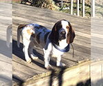 Small #3 Basset Hound