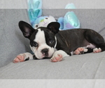 Small #9 Boston Terrier