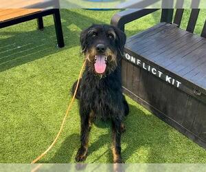 Medium Irish Wolfhound Mix