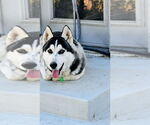 Small #1 Siberian Husky