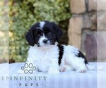 Small #2 Cavapoo
