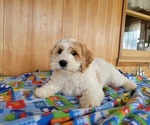 Image preview for Ad Listing. Nickname: Jingle