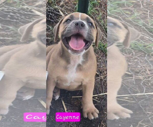 Medium Photo #2 Catahoula Leopard Dog-Unknown Mix Puppy For Sale in Alexander, AR, USA