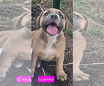 Small #1 Catahoula Leopard Dog Mix