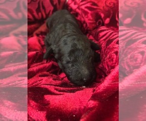 Goldendoodle Puppy for sale in SPRINGBORO, OH, USA