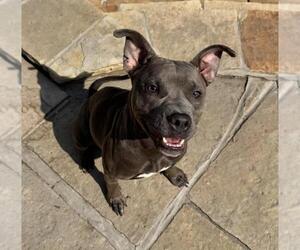 American Bulldog Dogs for adoption in Toronto, Ontario, Canada