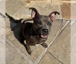 Small American Bulldog