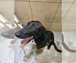 Small Labrador Retriever Mix