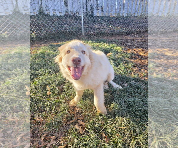 Medium Photo #3 Great Pyrenees-Unknown Mix Puppy For Sale in Thomasville, NC, USA