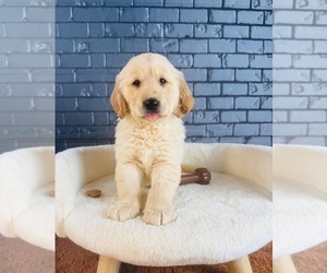 Golden Retriever Puppy for sale in OCALA, FL, USA